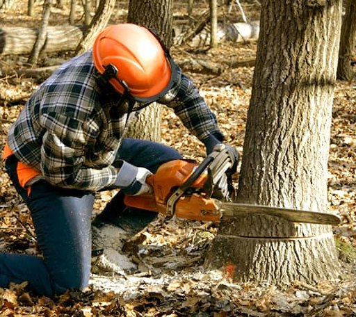 Tree Removal in Raleigh, IL